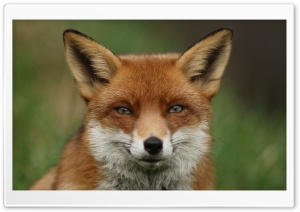 Fox, Posing, Wild, Animal, Portrait 4K UHD Wallpaper for Widescreen and UltraWide Desktop, UltraHD TV, Smartphone, Tablet