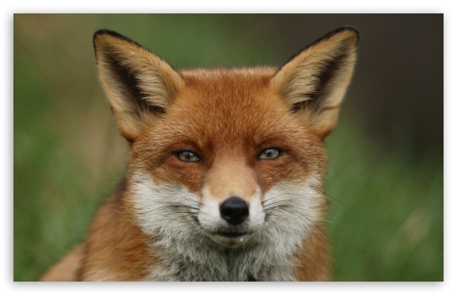 Fox, Posing, Wild, Animal, Portrait UltraHD Wallpaper for UHD 16:9 ; HD 16:9 ; Widescreen 16:10 5:3 ; Fullscreen 4:3 5:4 3:2 ; Tablet 1:1 ;