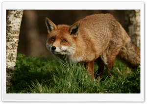 Fox, Wildlife, Nature, Cunning, Predator, Red Fur 4K UHD Wallpaper for Widescreen and UltraWide Desktop, UltraHD TV, Smartphone, Tablet