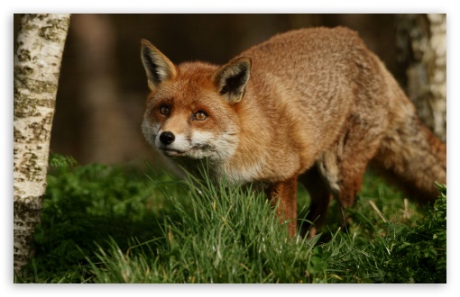 Fox, Wildlife, Nature, Cunning, Predator, Red Fur UltraHD Wallpaper for UHD 16:9 ; HD 16:9 ; UltraWide 21:9 24:10 ; Widescreen 16:10 5:3 ; Fullscreen 4:3 5:4 3:2 ; Tablet 1:1 ; Mobile 9:16 9:19.5 9:20 10:16 2:3 3:5 3:4 ;