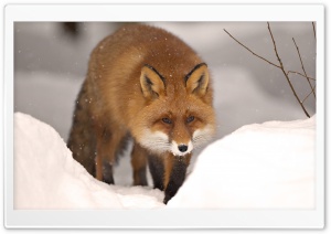 Fox, Winter Ultra HD Wallpaper for 4K UHD Widescreen desktop, tablet & smartphone