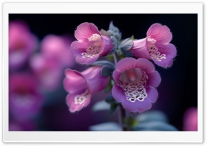 Foxglove, Flowers, Pink, Macro 4K UHD Wallpaper for Widescreen and UltraWide Desktop, UltraHD TV, Smartphone, Tablet