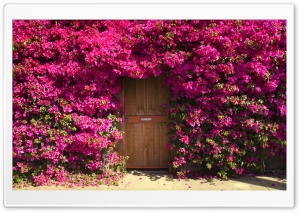 Fragrant Doorway Ultra HD Wallpaper for 4K UHD Widescreen desktop, tablet & smartphone