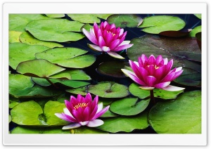 Fragrant Water Lilies Ultra HD Wallpaper for 4K UHD Widescreen desktop, tablet & smartphone