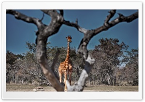 Framed Giraffe Ultra HD Wallpaper for 4K UHD Widescreen desktop, tablet & smartphone