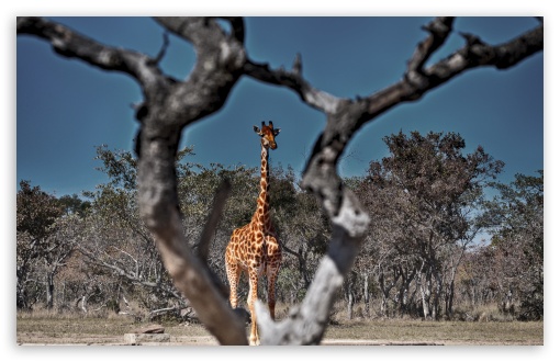 Framed Giraffe UltraHD Wallpaper for Wide 16:10 5:3 Widescreen WHXGA WQXGA WUXGA WXGA WGA ; 8K UHD TV 16:9 Ultra High Definition 2160p 1440p 1080p 900p 720p ; Standard 4:3 5:4 3:2 Fullscreen UXGA XGA SVGA QSXGA SXGA DVGA HVGA HQVGA ( Apple PowerBook G4 iPhone 4 3G 3GS iPod Touch ) ; Tablet 1:1 ; iPad 1/2/Mini ; Mobile 4:3 5:3 3:2 16:9 5:4 - UXGA XGA SVGA WGA DVGA HVGA HQVGA ( Apple PowerBook G4 iPhone 4 3G 3GS iPod Touch ) 2160p 1440p 1080p 900p 720p QSXGA SXGA ;