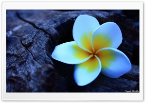 Frangipani Ultra HD Wallpaper for 4K UHD Widescreen desktop, tablet & smartphone