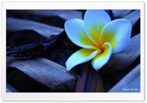 Frangipani In The Morning 1 Ultra HD Wallpaper for 4K UHD Widescreen desktop, tablet & smartphone