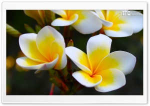 Frangipani Yellow Ultra HD Wallpaper for 4K UHD Widescreen desktop, tablet & smartphone