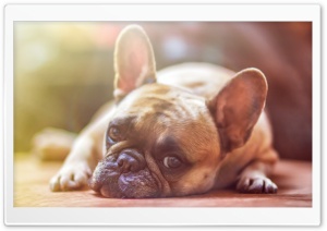 French Bulldog Dog laid down Ultra HD Wallpaper for 4K UHD Widescreen desktop, tablet & smartphone