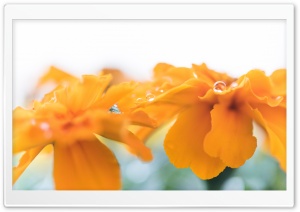 French Marigold Yellow Ultra HD Wallpaper for 4K UHD Widescreen desktop, tablet & smartphone