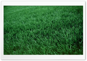 Fresh Cut Grass Ultra HD Wallpaper for 4K UHD Widescreen desktop, tablet & smartphone