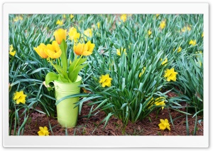 Fresh Cut Spring Tulips Flowers Ultra HD Wallpaper for 4K UHD Widescreen desktop, tablet & smartphone