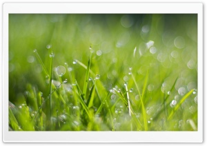 Fresh Dew Drops On Grass Ultra HD Wallpaper for 4K UHD Widescreen desktop, tablet & smartphone