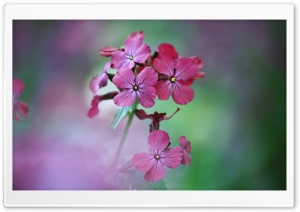 Fresh Flowers 6 4K UHD Wallpaper for Widescreen and UltraWide Desktop, UltraHD TV, Smartphone, Tablet