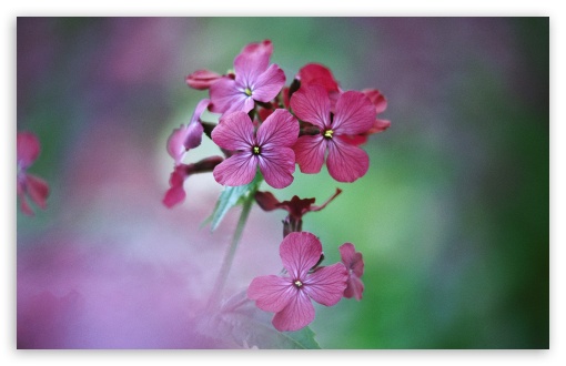 Fresh Flowers 6 UltraHD Wallpaper for HD 16:9 ; Widescreen 16:10 5:3 ; Fullscreen 4:3 5:4 3:2 ; Tablet 1:1 ; Mobile 3:4 ;