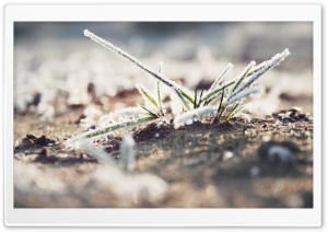 Fresh Frozen Grass Ultra HD Wallpaper for 4K UHD Widescreen desktop, tablet & smartphone