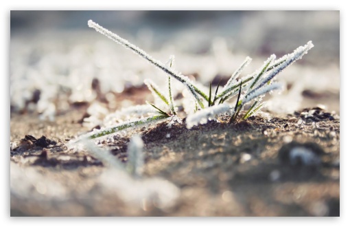 Fresh Frozen Grass UltraHD Wallpaper for Wide 16:10 5:3 Widescreen WHXGA WQXGA WUXGA WXGA WGA ; 8K UHD TV 16:9 Ultra High Definition 2160p 1440p 1080p 900p 720p ; Standard 4:3 5:4 3:2 Fullscreen UXGA XGA SVGA QSXGA SXGA DVGA HVGA HQVGA ( Apple PowerBook G4 iPhone 4 3G 3GS iPod Touch ) ; iPad 1/2/Mini ; Mobile 4:3 5:3 3:2 16:9 5:4 - UXGA XGA SVGA WGA DVGA HVGA HQVGA ( Apple PowerBook G4 iPhone 4 3G 3GS iPod Touch ) 2160p 1440p 1080p 900p 720p QSXGA SXGA ;