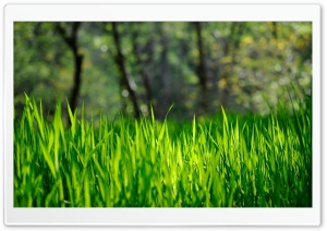 Fresh Grass Ultra HD Wallpaper for 4K UHD Widescreen desktop, tablet & smartphone