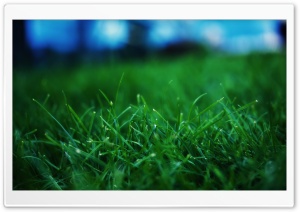 Fresh Grass Close Up Ultra HD Wallpaper for 4K UHD Widescreen desktop, tablet & smartphone