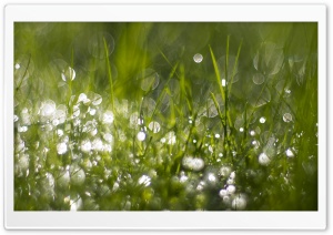 Fresh Green Grass Ultra HD Wallpaper for 4K UHD Widescreen desktop, tablet & smartphone