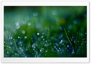 Fresh Green Grass Bokeh Ultra HD Wallpaper for 4K UHD Widescreen desktop, tablet & smartphone