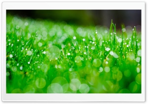Fresh Green Grass, Bokeh Ultra HD Wallpaper for 4K UHD Widescreen desktop, tablet & smartphone