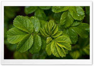 Fresh Green Leaves Ultra HD Wallpaper for 4K UHD Widescreen desktop, tablet & smartphone