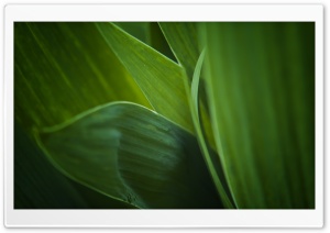 Fresh Green Leaves Ultra HD Wallpaper for 4K UHD Widescreen desktop, tablet & smartphone