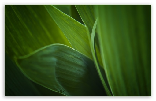 Fresh Green Leaves UltraHD Wallpaper for UHD 16:9 ; HD 16:9 ; Widescreen 16:10 5:3 ; Fullscreen 4:3 5:4 3:2 ; Tablet 1:1 ;