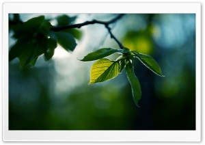 Fresh Green Leaves Summer Ultra HD Wallpaper for 4K UHD Widescreen desktop, tablet & smartphone