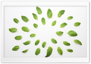 Fresh Green Mint Leaves Ultra HD Wallpaper for 4K UHD Widescreen desktop, tablet & smartphone