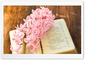 Fresh Hyacinth, Old Book Ultra HD Wallpaper for 4K UHD Widescreen desktop, tablet & smartphone