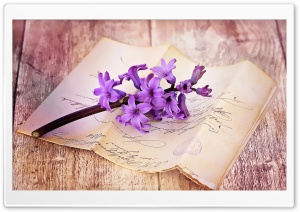 Fresh Hyacinth On Table Ultra HD Wallpaper for 4K UHD Widescreen desktop, tablet & smartphone