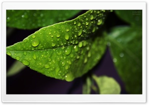 Fresh Leaf Ultra HD Wallpaper for 4K UHD Widescreen desktop, tablet & smartphone
