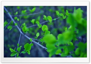 Fresh Leaves All Over Ultra HD Wallpaper for 4K UHD Widescreen desktop, tablet & smartphone