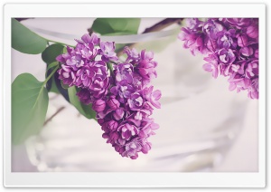 Fresh Lilac Flowers in a Vase Ultra HD Wallpaper for 4K UHD Widescreen desktop, tablet & smartphone