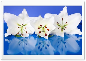 Fresh Lilies On Blue 4K UHD Wallpaper for Widescreen and UltraWide Desktop, UltraHD TV, Smartphone, Tablet