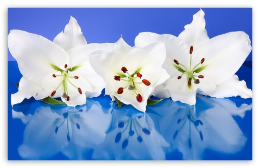 Fresh Lilies On Blue UltraHD Wallpaper for UHD 16:9 ; HD 16:9 ; UltraWide 21:9 24:10 ; Widescreen 16:10 5:3 ; Fullscreen 4:3 5:4 3:2 ; Tablet 1:1 ;