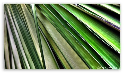 Fresh Palm HDR UltraHD Wallpaper for 8K UHD TV 16:9 Ultra High Definition 2160p 1440p 1080p 900p 720p ;