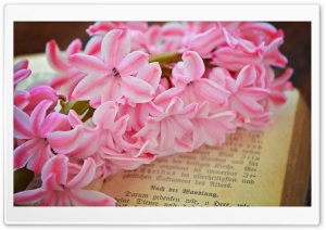 Fresh Pink Hyacinth Flower Ultra HD Wallpaper for 4K UHD Widescreen desktop, tablet & smartphone
