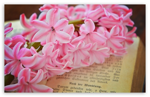 Fresh Pink Hyacinth Flower UltraHD Wallpaper for Wide 16:10 5:3 Widescreen WHXGA WQXGA WUXGA WXGA WGA ; 8K UHD TV 16:9 Ultra High Definition 2160p 1440p 1080p 900p 720p ; Standard 4:3 5:4 3:2 Fullscreen UXGA XGA SVGA QSXGA SXGA DVGA HVGA HQVGA ( Apple PowerBook G4 iPhone 4 3G 3GS iPod Touch ) ; Smartphone 5:3 WGA ; Tablet 1:1 ; iPad 1/2/Mini ; Mobile 4:3 5:3 3:2 16:9 5:4 - UXGA XGA SVGA WGA DVGA HVGA HQVGA ( Apple PowerBook G4 iPhone 4 3G 3GS iPod Touch ) 2160p 1440p 1080p 900p 720p QSXGA SXGA ;