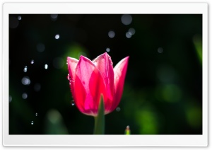 Fresh Pink Tulip Rain Ultra HD Wallpaper for 4K UHD Widescreen desktop, tablet & smartphone