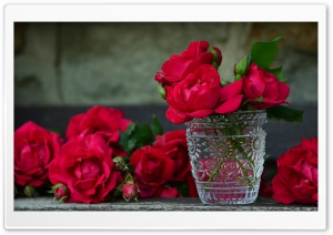 Fresh Red Roses in a Vase Ultra HD Wallpaper for 4K UHD Widescreen desktop, tablet & smartphone