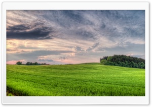 Fresh Wheat Field Ultra HD Wallpaper for 4K UHD Widescreen desktop, tablet & smartphone