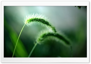 Fresh Wild Plants Ultra HD Wallpaper for 4K UHD Widescreen desktop, tablet & smartphone