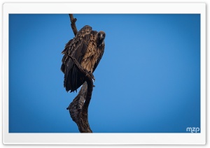 Frightening, Bird of Prey, Indian Vulture, Long-billed Vulture, Vulture, Wildlife 4K UHD Wallpaper for Widescreen and UltraWide Desktop, UltraHD TV, Smartphone, Tablet