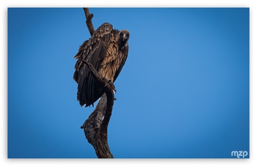 Frightening, Bird of Prey, Indian Vulture, Long-billed Vulture, Vulture, Wildlife UltraHD Wallpaper for UHD 16:9 ; HD 16:9 ; Widescreen 16:10 5:3 ; Fullscreen 4:3 5:4 3:2 ;
