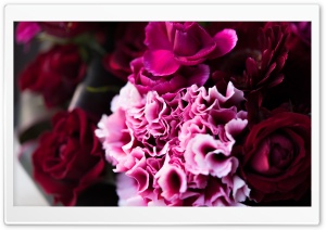 Frill Ultra HD Wallpaper for 4K UHD Widescreen desktop, tablet & smartphone