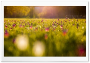 Fritillaria, Field, Flowers, Spring Ultra HD Wallpaper for 4K UHD Widescreen desktop, tablet & smartphone